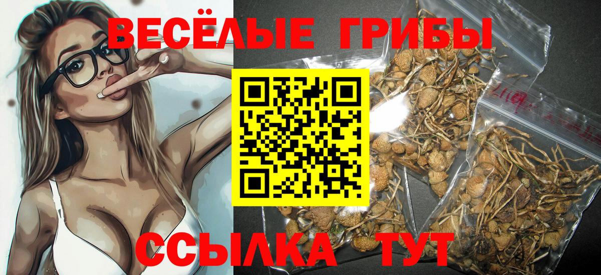 Галлюциногенные грибы Psilocybine cubensis Находка
